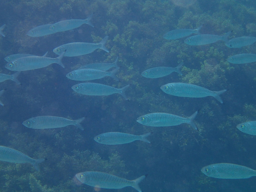 South Australian roughy