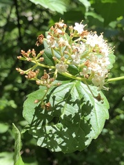 Viburnum rafinesqueanum