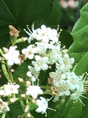 Viburnum rafinesqueanum