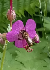 Apis mellifera