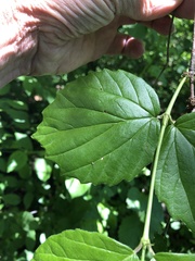 Viburnum rafinesqueanum