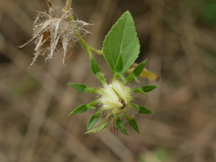 Hibiscus hispidissimus