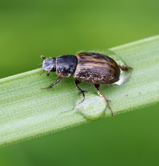 Melinopterus sphacelatus