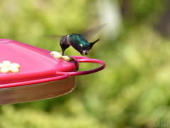 Chaetocercus heliodor