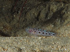 Thorogobius ephippiatus