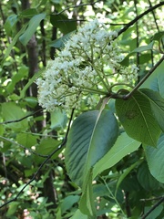 Viburnum lentago