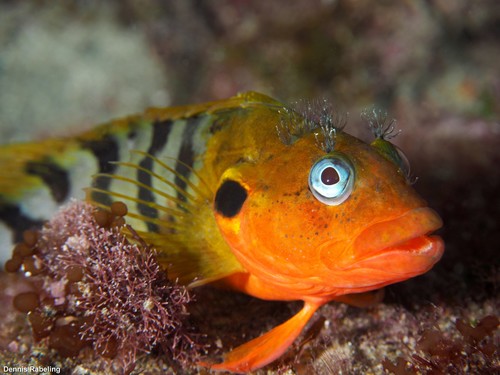 Hairy Blenny