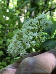 Viburnum lentago