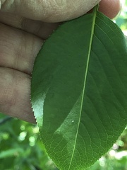 Viburnum lentago
