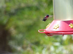 Chaetocercus heliodor