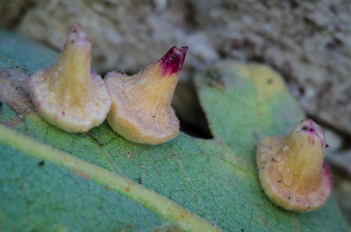Red Cone Gall Wasp photo 4