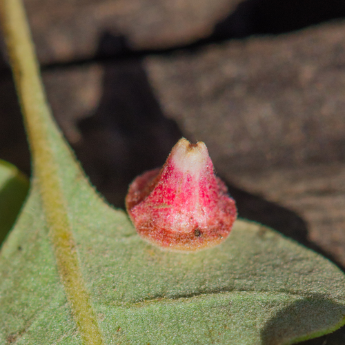 Red Cone Gall Wasp photo 3