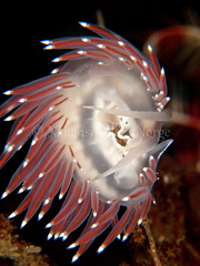 Coryphella