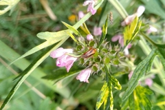 Horciasinus signoreti