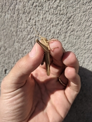 Schistocerca nitens nitens