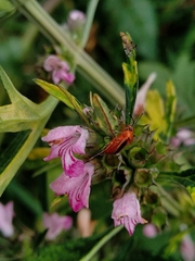 Horciasinus signoreti