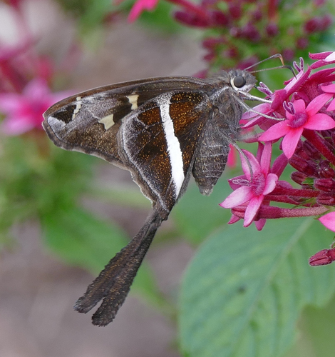 White-striped Longtail
