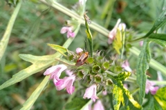 Horciasinus signoreti