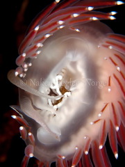 Coryphella