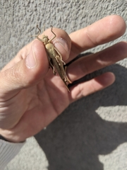 Schistocerca nitens nitens