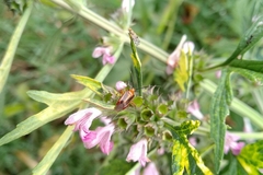 Horciasinus signoreti