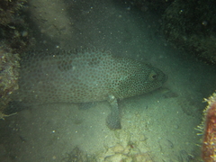 Epinephelus