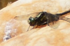 Hylogomphus adelphus