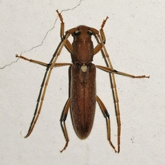 Achryson immaculipenne