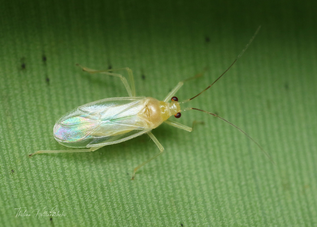 Prodromus