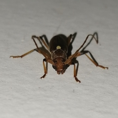 Achryson immaculipenne