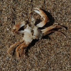 Liocarcinus holsatus