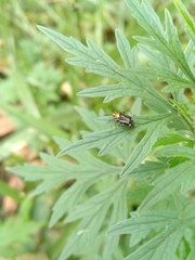 Horciasinus signoreti