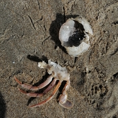 Liocarcinus holsatus