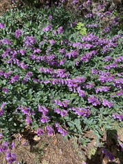 Penstemon fruticosus