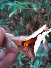 Brachycephalus ephippium