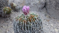 Echinofossulocactus lamellosus