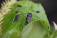 Rhyacophiloidea