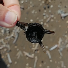 Gadiformes
