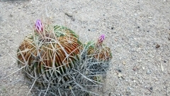Echinofossulocactus lamellosus