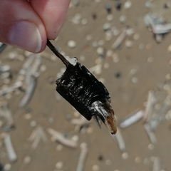 Gadiformes