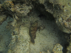 Epinephelus spilotoceps