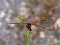 Libellula auripennis