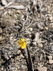 Erythranthe carsonensis