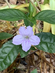 Ruellia purshiana
