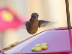 Chaetocercus heliodor