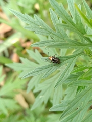 Horciasinus signoreti