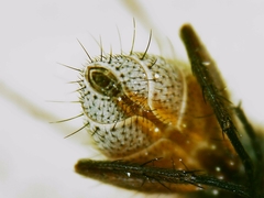 Tromodesia angustifrons