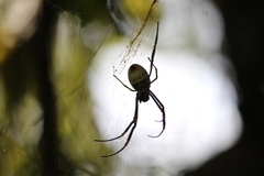 Nephila tetragnathoides