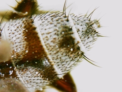 Tromodesia angustifrons