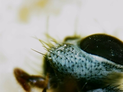 Tromodesia angustifrons